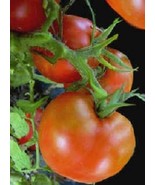100 Tomato Seeds Arkansas Traveler Garden Seeds Fast Grow - $18.60 CAD