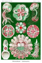 Jelly Fish by Ernst Haeckel #5 - Art Print - $21.99+