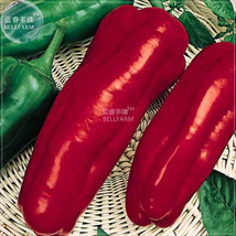 Goodidea BELLFARM Giant Pepper Seeds Giant Marconi Hybrid Sweet Pepper, DIY Home - £4.06 GBP