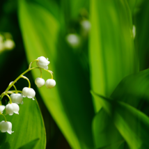 Colorful Bell Orchid Lily of The Valley Perennia Flower - 50 Seeds - $6.88