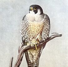 Peregrine Falcon Duck Hawk 1955 Plate Print Birds Of America Nature Art ... - $18.00