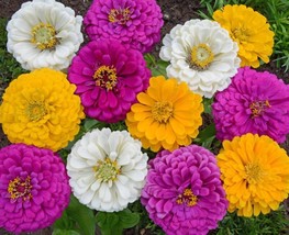FA Store 250 Mardi Gras Zinnia Colorful Flower Garden Container Fresh Us Seller - £6.45 GBP