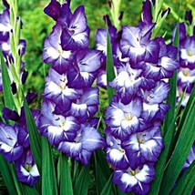 5 or 10 GLADIOLUS NORI BULBS  brilliant, violet-blue blooms BULBS FROM H... - $9.89+