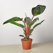 25 seeds Philodendron Congo Rojo  Plant From us - £7.91 GBP