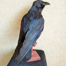 Stuffed real bird Raven. Taxidermy Raven standing mount - £271.15 GBP