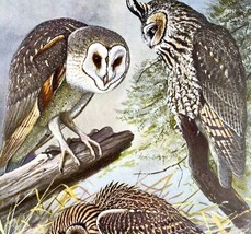 American Barn Owl And Others 1955 Plate Print Birds Of America Nature Ar... - $39.99