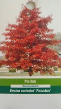 PIN OAK 4-6 FT TREE Live Healthy Shade Trees Plants Shipped To All 50 States USA - £112.38 GBP