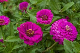 Purple Prince Zinnia Seeds, NON-GMO, Variety Packet Sizes, FREE SHIPPING - $1.97+