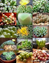 FENESTRARIA MIX @ rare exotic flowering mesembs living stone rocks seed 15 SEEDS - £7.18 GBP