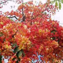 5 seeds  Red Shower Tree {Cassia marginata}  - £9.14 GBP