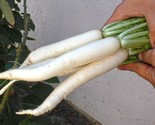 KKG 100 Japanese Minowase Daikon Radish Seeds Easy Grow - $10.07