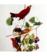 Summer Tanager Bird Lithograph 1950 Audubon Antique Art Print DWP6B - $29.99