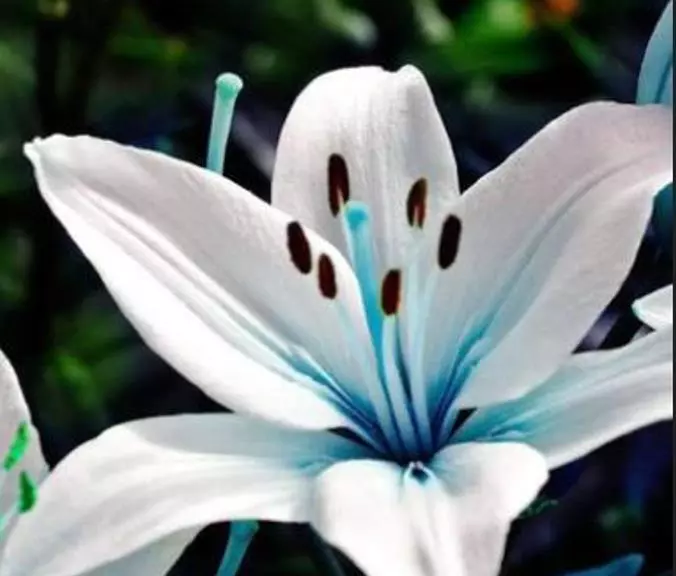 45Seeds Blue Lily / Blue Lily Plant Seeds Potted. Fresh Gardening USA Shipping - $10.48