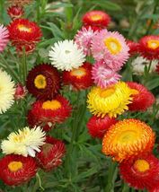 Strawflower Tall Double Mix Seeds 200+ Cut Flower Mixed Colors - $9.98