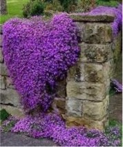 100 Pcs Creeping Thyme or Blue Rock Perennial Ground Cover Purple Color - £8.11 GBP