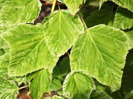 20 Japanese Redvein Maple Seeds Acer Rufinerve Albolimbatum US Fast Ship... - $12.40