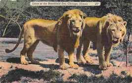 Lions Brookfield Zoo Chicago Illinois 1940s linen postcard - £5.03 GBP