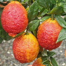 5 Seeds Red Lemons Healthy Citrus Fruit Plant Tree Garden - £6.14 GBP