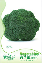 1 60 / Broccoli Heirloom Original Packs, seeds pack, Green Organic Vegetables... - $11.84