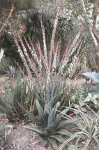 Thicket Gasteria Excelsa rare huge succulent agave garden aloe seed 20 seeds - £7.02 GBP