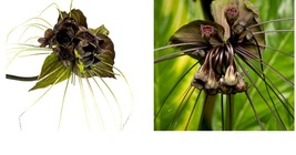 Tacca chantrieri - Black Bat Flower Plant - Live Plant - £38.24 GBP