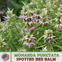 US Seller 200 Spotted Bee Balm Seeds, Herbal, Medicinal, Pollinator Attractor - £7.44 GBP