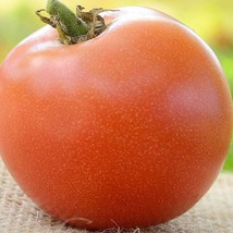 Moskvich Russian Tomato Fresh Seeds From US - £11.90 GBP