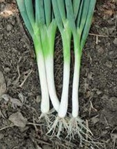 300 Tokyo White Long Bunching Onion Seeds Fresh Harvest For 2024 Gardens - £6.60 GBP
