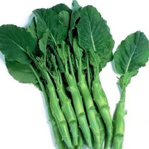 New Fresh Seeds 1000 Big Stem Chinese Broccoli Seeds - $5.94