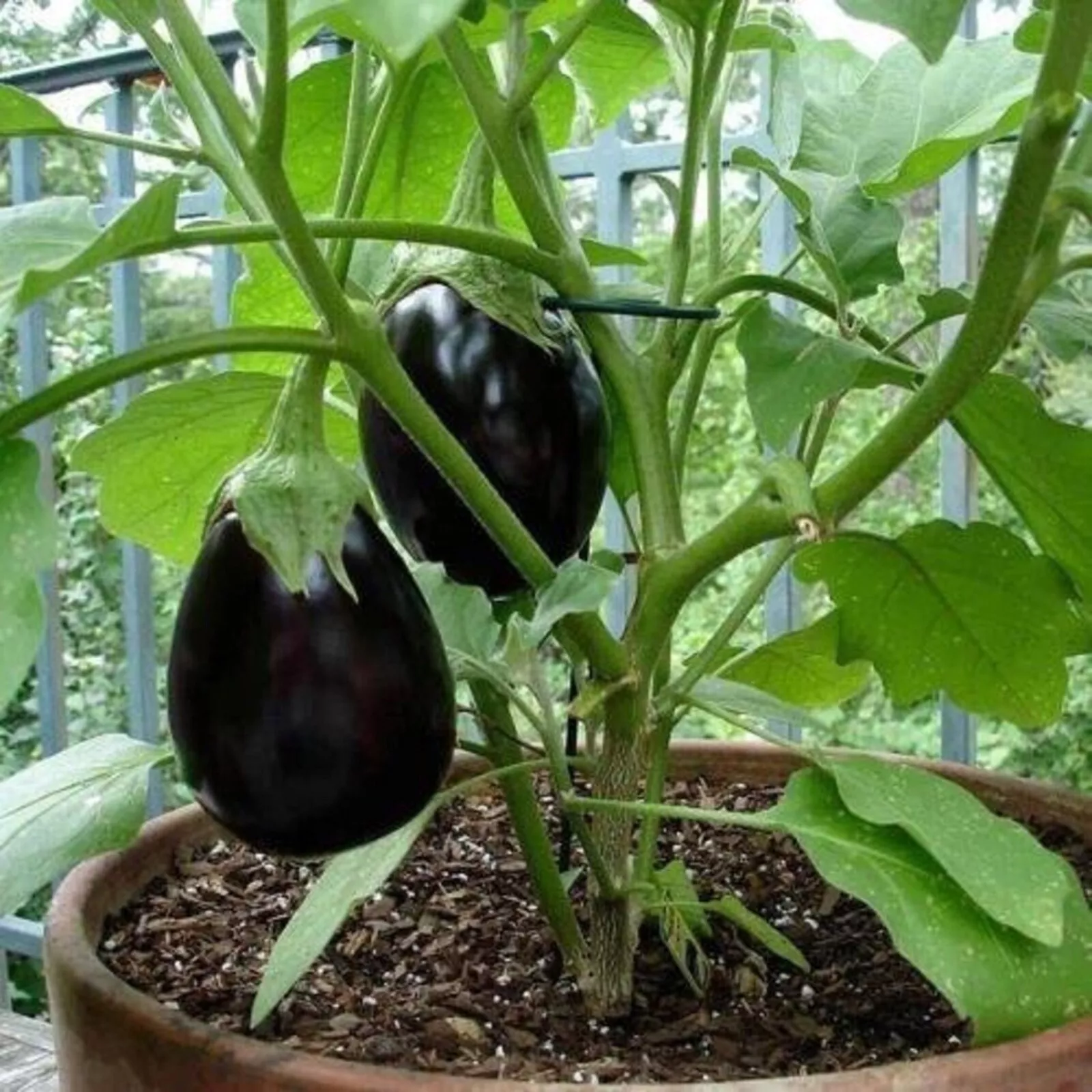 New 2025 Round Purple EggPlant/Gutti Vankai - 50 seeds per packet - - $8.34