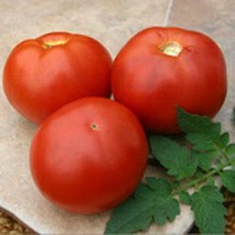 Bhn 602 Tomato  10 Seeds  Garden Beautiful USA SELLER - £4.17 GBP