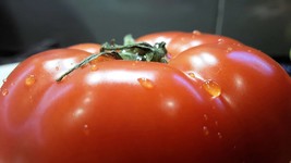 Mortgage Lifter Heirloom Tomato -25 Seeds-OP Non GMO -Old Fashioned   - £3.18 GBP