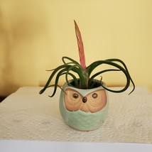 Owl Planter with Air Plant, 2.5", sea green ceramic pot, Tillandsia airplant image 2