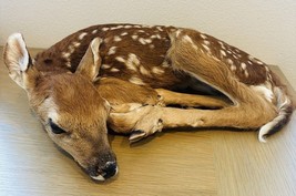 Museum Quality Real Deer Fawn Taxidermy Mount - £1,198.81 GBP