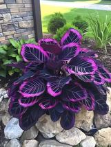 RJ031024 Beautiful Plant Purple Tip &#39;Calathea Couture&#39; Flower Indoor or Outdoor - £11.93 GBP