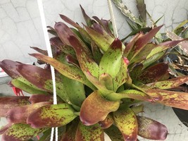 2 pups Bromeliad BROMELIA  Aechmea Violet EXOTIC TROPICAL LANDSCAPE PLAN... - $583.63 MXN