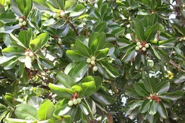 Macadamia Nut Tree SEEDS- 3 Seeds --Macadamia integrifolia -Container or... - £5.53 GBP