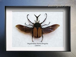 Split Horn Megalorhina Harrisi Real Beetle Framrd Entomology Collectible... - £54.12 GBP