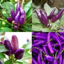 “ 20 PCS SEEDS Hot Purple Chilli Pepper Cayenne Seeds, organic home gard... - £9.39 GBP