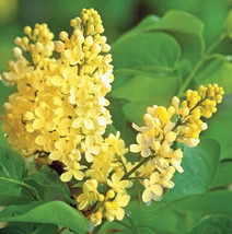 Fresh 25 Early Blooming Lilac Tree Seeds Yellow Lilac Flowers Garden - £7.15 GBP