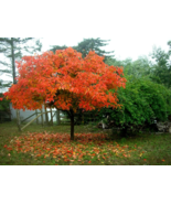 AMERICAN PERSIMMON tree qt pot. - €9,58 EUR