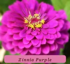 7505 zinnia purple pop thumb200