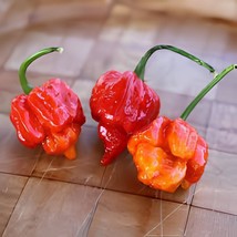 40 Seeds Trinidad Scorpion Pepper - £9.22 GBP