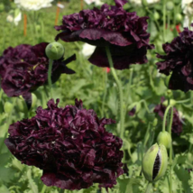 Black Peony Poppy (Papaver Paeoniflorum Black) - 50 seeds - £5.58 GBP