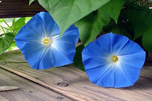 Morning Glory Seed, Powder Puff Blue, 20 Seeds, Glowing Blue Season Long Blooms