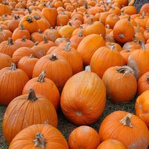 USA SELLER Sugar Pie Pumpkin Seeds Fresh Garden Seeds Fresh New - £8.00 GBP