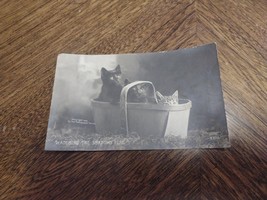 1905 Rotograph Cat Kitten Real Photo RPPC Postcard Whatching the Shadows - £9.72 GBP