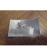1905 Rotograph Cat Kitten Real Photo RPPC Postcard Whatching the Shadows - $16.72 CAD