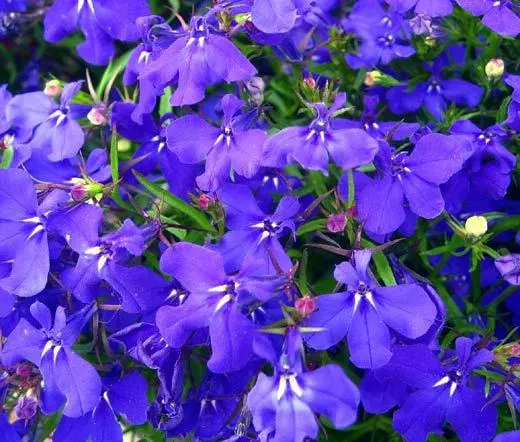 25 Dark Purple Lilac Tree Fragrant Hardy Flower Shrub Seed - £8.54 GBP
