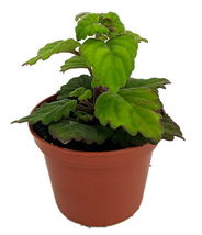 2.5&quot; Pot - Zen Buddha Swedish Ivy - Plectranthus ernstii - House Plant or Bonsai - $47.99